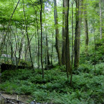 Conkles Hollow