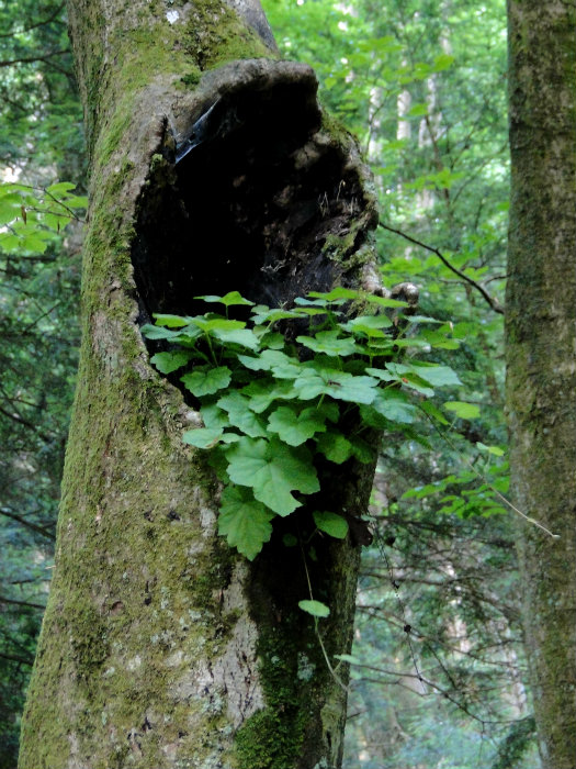Conkles Hollow