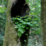 Conkles Hollow