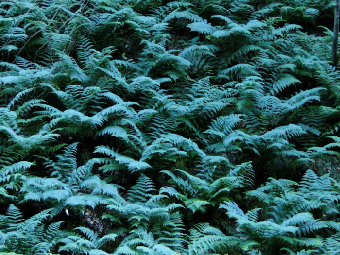 Conkles Hollow