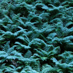 Conkles Hollow
