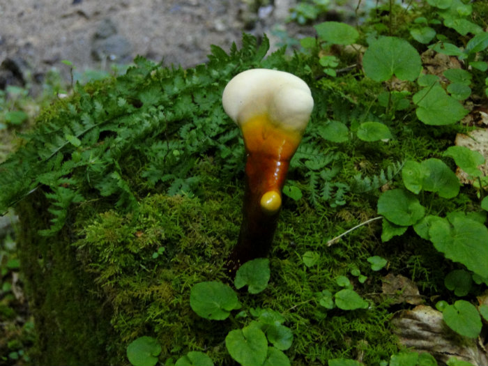 Conkles Hollow