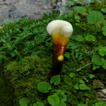 Conkles Hollow