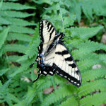 Conkles Hollow