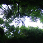 Conkles Hollow