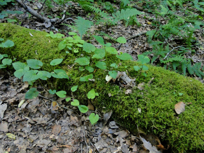 Conkles Hollow