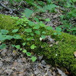 Conkles Hollow