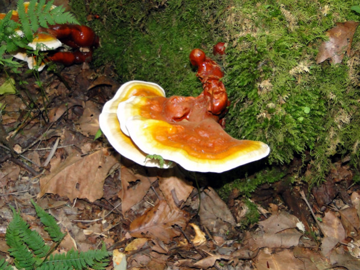 Conkles Hollow