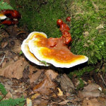 Conkles Hollow