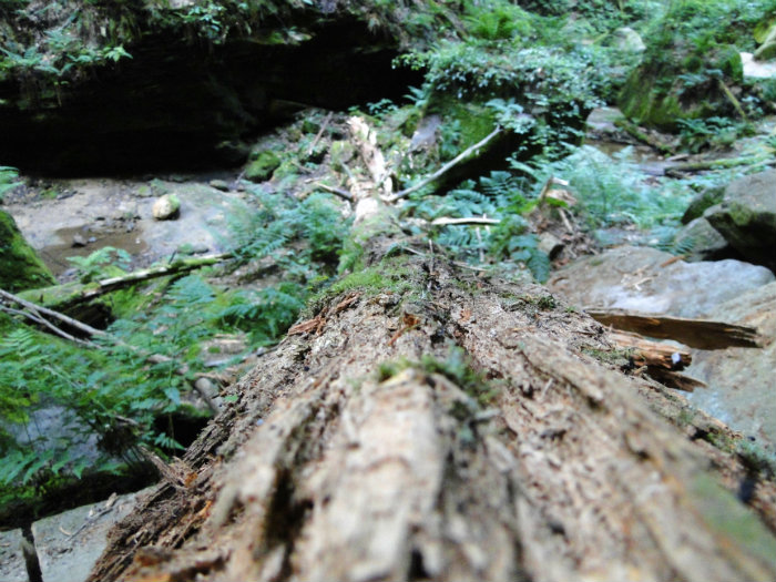 Conkles Hollow