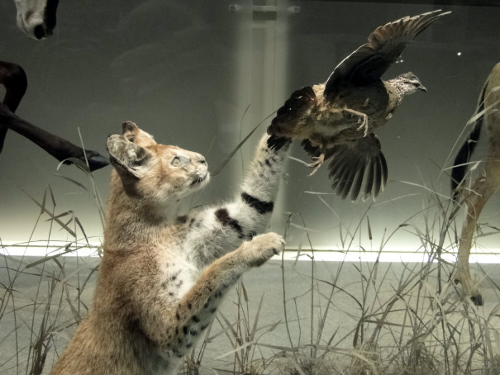 Mammals Hall
