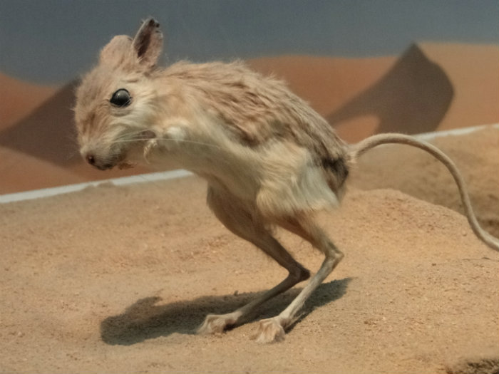 Mammals Hall