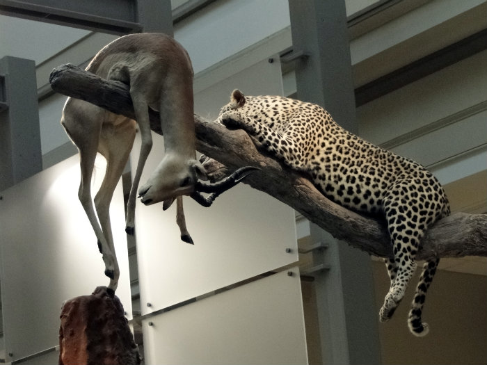 Mammals Hall