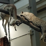 Mammals Hall