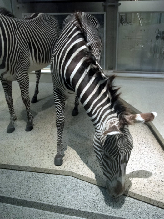 Mammals Hall