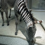 Mammals Hall