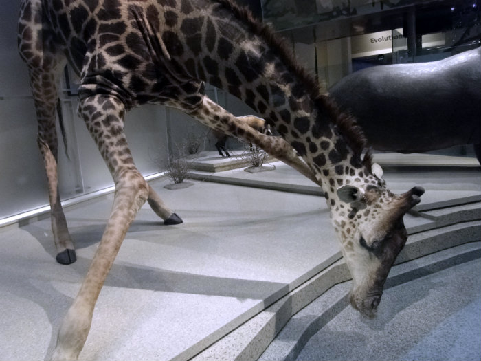 Mammals Hall