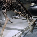 Mammals Hall
