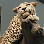 Mammals Hall