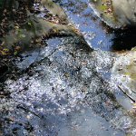 Queer Creek