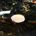 Queer Creek