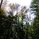 Queer Creek
