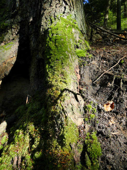 Queer Creek