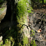 Queer Creek