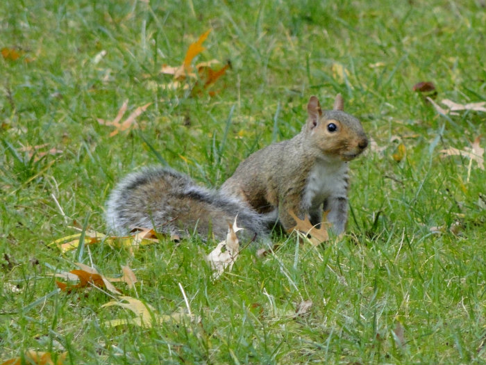 Ohio University
