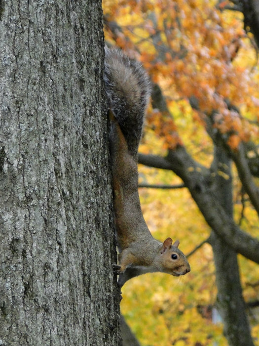 Ohio University