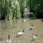 Spring Creek