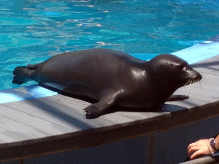 Harbor Seal