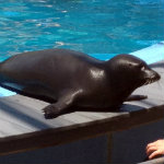 Harbor Seal