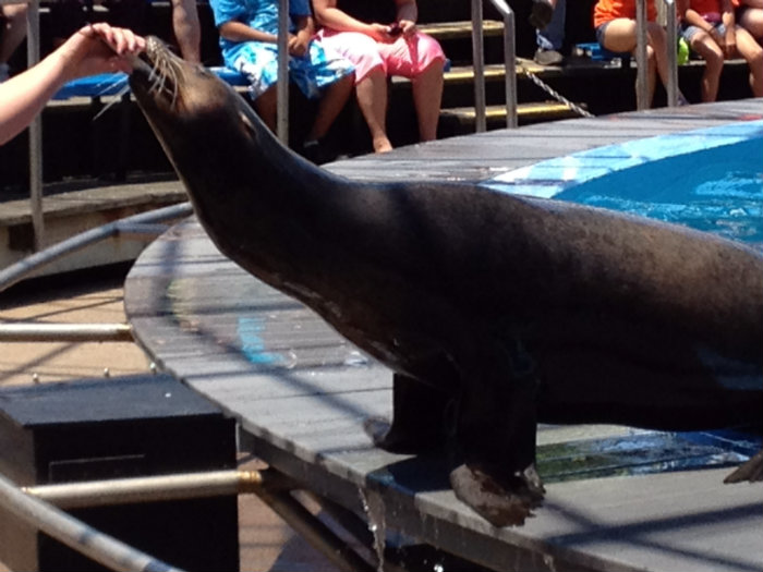 Sea Lion
