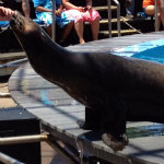 Sea Lion