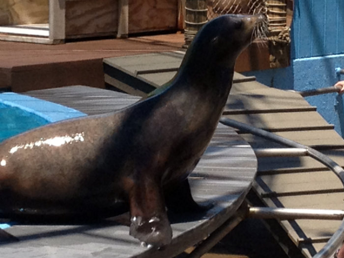 Sea Lion