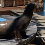 Sea Lion
