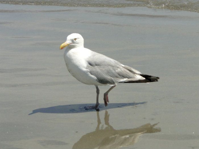 Hampton Beach