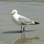 Hampton Beach