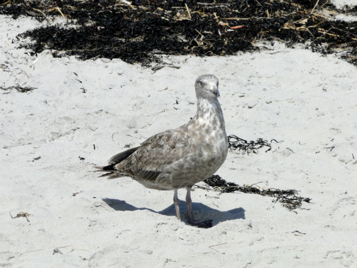 Hampton Beach