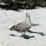 Hampton Beach