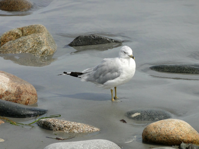 Long Sands Beach