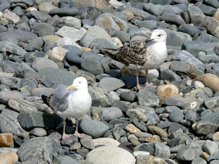 Long Sands Beach