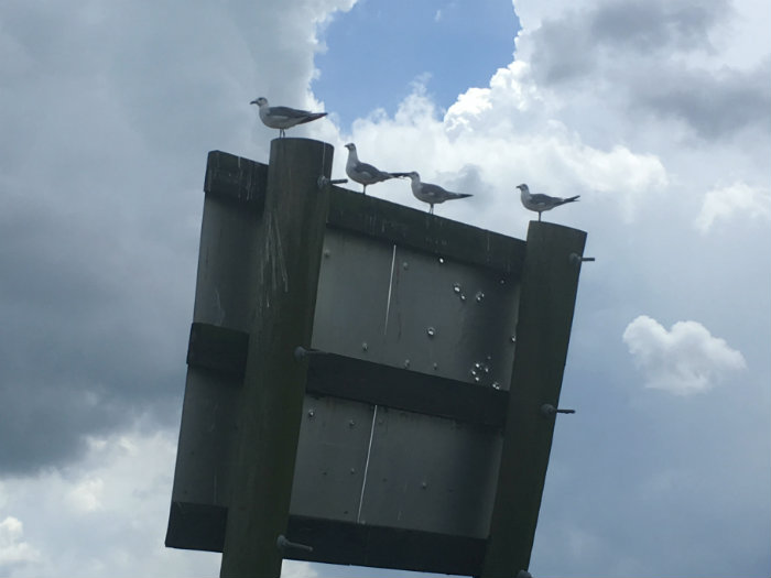 Airboat Adventures