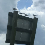 Airboat Adventures