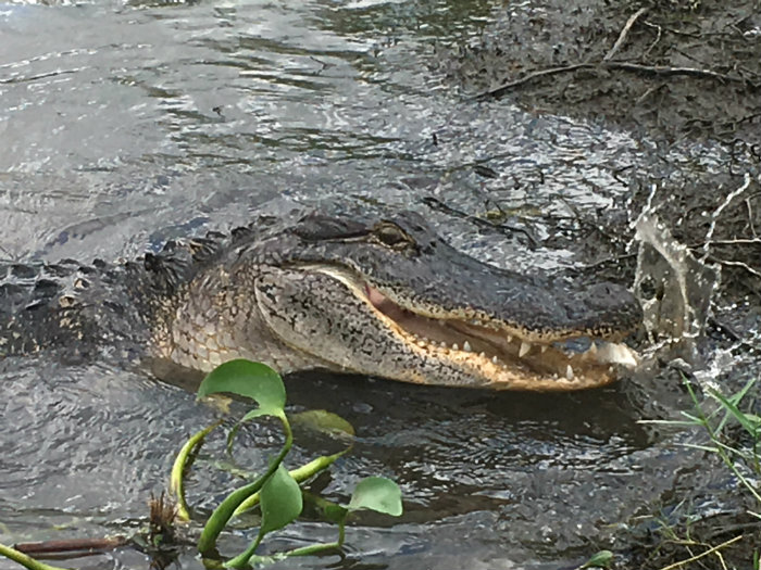 Airboat Adventures
