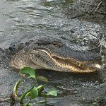 Airboat Adventures
