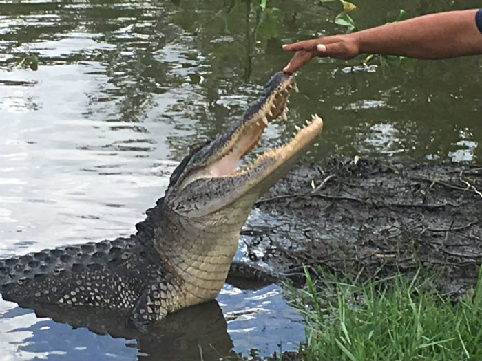 Airboat Adventures