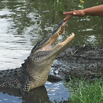 Airboat Adventures