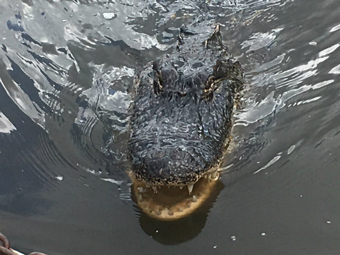 Airboat Adventures